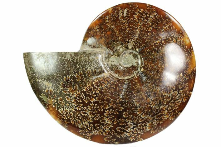Polished, Agatized Ammonite (Cleoniceras) - Madagascar #102607